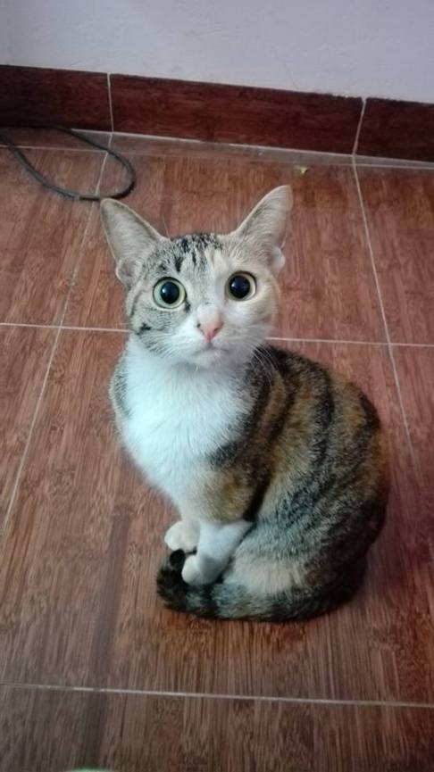 12509773_1125909687422146_2387758672965451375_n