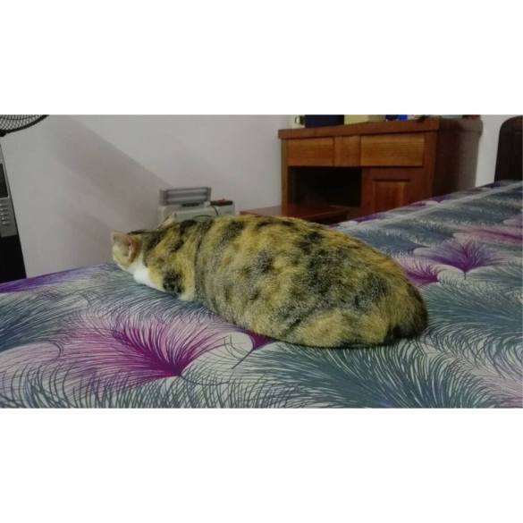 12697150_1141156465897468_59129209398069177_o-1