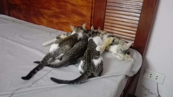 13246273_1203208406358940_6731650818374290779_o