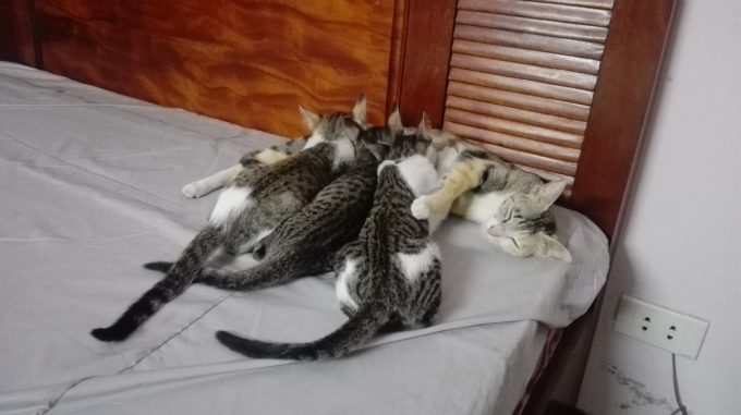 13246273_1203208406358940_6731650818374290779_o